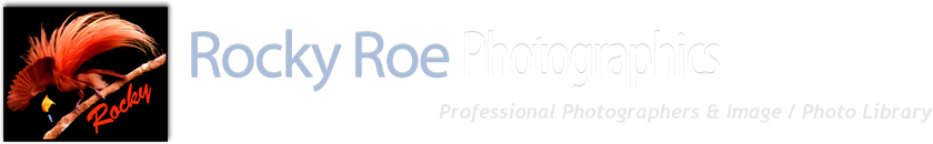 &copy;  Rocky Roe Photographics